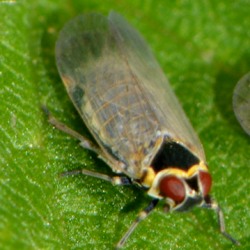 Hyalesthes obsoletus
